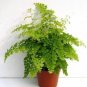 100 PCS Seeds Adiantum Capillus Maidenhair Fern