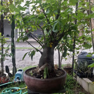 50 PCS Seeds Adonis Aestivalis Bonsai Rare Flower Bonsai Potted Bonsai