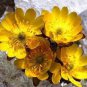 50 PCS Seeds Adonis Aestivalis Bonsai Rare Flower Bonsai Potted Bonsai
