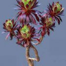 100 PCS Seeds Aeonium arboreum 'Zwartkop' Bonsai Succulents Plants Black mage 100 PCS Seeds Aeonium arboreum 'Zwartkop' Bonsai Succulents Plants Black mage
