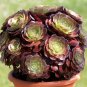 100 PCS Seeds Aeonium arboreum 'Zwartkop' Bonsai Succulents Plants Black mage