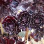 100 PCS Seeds Aeonium arboreum 'Zwartkop' Bonsai Succulents Plants Black mage