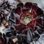 100 PCS Seeds Aeonium arboreum 'Zwartkop' Bonsai Succulents Plants Black mage