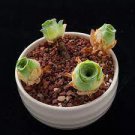 10 PCS Seeds Aeonium Aureum Seeds, 'Green Rose Buds' Succulents