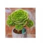 10 PCS Seeds Aeonium Aureum Seeds, 'Green Rose Buds' Succulents