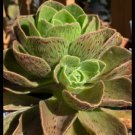 100 PCS Seeds Aeonium smithii Succulent Plant Seeds Smith’s Giant Houseleek 100 PCS Seeds Aeonium smithii Succulent Plant Seeds Smith’s Giant Houseleek