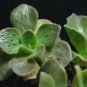 100 PCS Seeds Aeonium smithii Succulent Plant Seeds Smithâs Giant Houseleek
