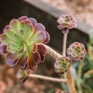 200 PCS Seeds Aeonium 'Zwartkop' Seeds Black Master Succulent Plants Perennial