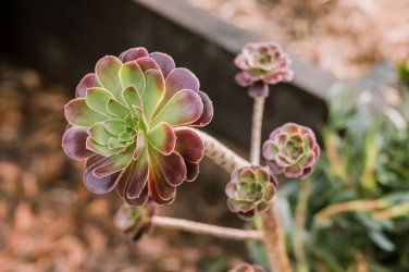 200 PCS Seeds Aeonium 'Zwartkop' Seeds Black Master Succulent Plants Perennial