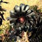 200 PCS Seeds Aeonium 'Zwartkop' Seeds Black Master Succulent Plants Perennial