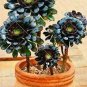200 PCS Seeds Aeonium 'Zwartkop' Seeds Black Master Succulent Plants Perennial