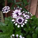 100 PCS Seeds African Blue Eyed Daisy Flower Bonsai Osteospermum Flower