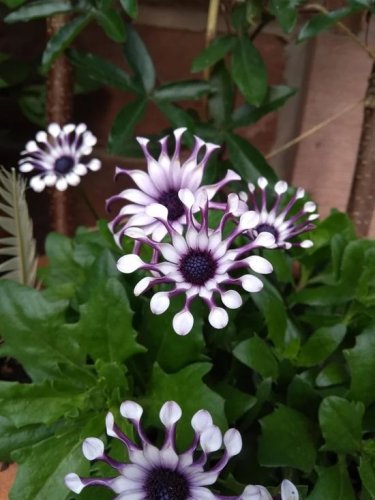 100 PCS Seeds African Blue Eyed Daisy Flower Bonsai Osteospermum Flower