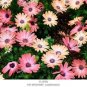 100 PCS Seeds African Blue Eyed Daisy Flower Bonsai Osteospermum Flower