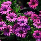 100 PCS Seeds African Blue Eyed Daisy Flower Osteospermum