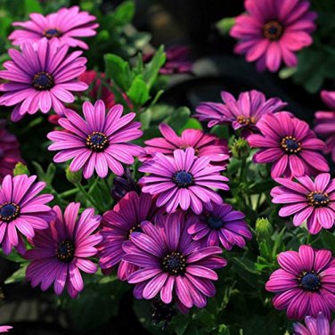 100 PCS Seeds African Blue Eyed Daisy Flower Osteospermum