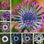 100 PCS Seeds African Blue Eyed Daisy Flower Osteospermum