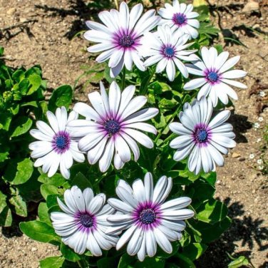 100 PCS Seeds African Blue Eyed Daisy Flower Osteospermum Purple-Rose Red-White Flowers