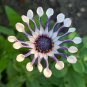 100 PCS Seeds African Blue Eyed Daisy Flower Osteospermum Purple-Rose Red-White Flowers