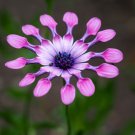 100 PCS Seeds African Blue Eyed Daisy Plant Easy Grow Osteospermum bonsais