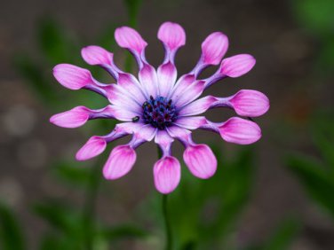 100 PCS Seeds African Blue Eyed Daisy Plant Easy Grow Osteospermum bonsais