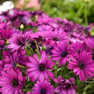 100 PCS Seeds African Blue Eyed Daisy Plantas Osteospermum Plants 100 PCS Seeds African Blue Eyed Daisy Plantas Osteospermum Plants
