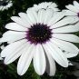 100 PCS Seeds African Blue Eyed Daisy Plantas Osteospermum Plants