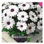 100 PCS Seeds African Blue Eyed Daisy Plantas Osteospermum Plants