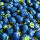 100 PCS Seeds African Blue Strawberry