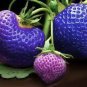 100 PCS Seeds African Blue Strawberry