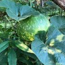 10 PCS Seeds African Bushel Basket Groud Lagenaria siceraria 10 PCS Seeds African Bushel Basket Groud Lagenaria siceraria