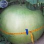 10 PCS Seeds African Bushel Basket Groud Lagenaria siceraria