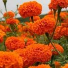 200 PCS Seeds African Marigold Flowers Orangish Yellow Color