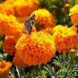 200 PCS Seeds African Marigold Flowers Orangish Yellow Color