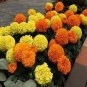 200 PCS Seeds African Marigold Flowers Orangish Yellow Color