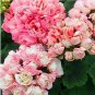 100 PCS Seeds African Rose Geranium Plant, Bonsai Garden Pelargonium Light Pink Ball Flower