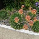 5 PCS Seeds African Spiral Aloe
