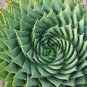5 PCS Seeds African Spiral Aloe