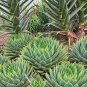 5 PCS Seeds African Spiral Aloe