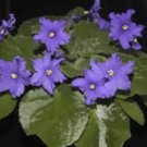100 PCS Seeds African Violet Blue Blazes