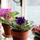200 PCS Seeds African violet garden flowers seeds Violet