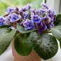 200 PCS Seeds African violet garden flowers seeds Violet