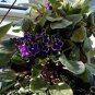 200 PCS Seeds African violet garden flowers seeds Violet