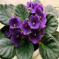 200 PCS Seeds African violet garden flowers seeds Violet