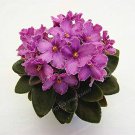 50 PCS Seeds African Violet Mixed 5 Varieties Saintpaulia ionantha 50 PCS Seeds African Violet Mixed 5 Varieties Saintpaulia ionantha