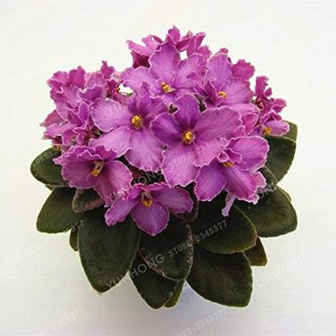 50 PCS Seeds African Violet Mixed 5 Varieties Saintpaulia ionantha