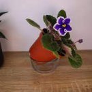 200 PCS Seeds African Violet Seeds Purple Damask Petala with White Edge
