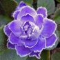 200 PCS Seeds African Violet Seeds Purple Damask Petala with White Edge