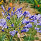 100 PCS Seeds Agapanthus Africanus Flower Seeds Easy Care and Drought Tolerant