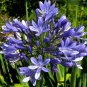 100 PCS Seeds Agapanthus Africanus Flower Seeds Easy Care and Drought Tolerant